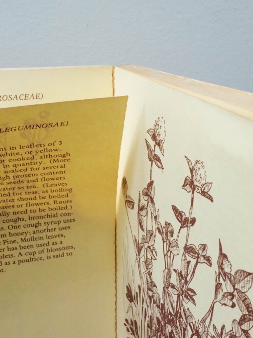 Some Useful Wild Plants - 1973 - David Manning - Vintage Foraging Guide - Picture 14 of 16